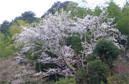 春の写真　桃の花